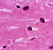 Cardiovascular Cardiovascular
