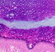 Dermatology Dermatology