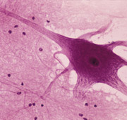 Central Nervous System Central Nervous System