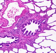 Respiratory Respiratory