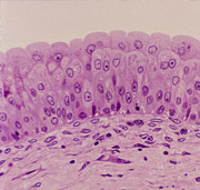 Urology Urology